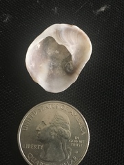 Bostrycapulus aculeatus