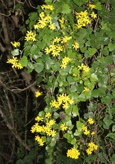 Senecio macroglossoides