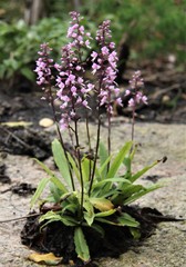 Stenoglottis longifolia