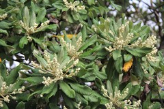 Tarchonanthus trilobus