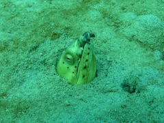 Ophichthus altipennis