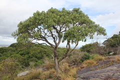 Tarchonanthus trilobus