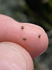 Pyrgulopsis lockensis