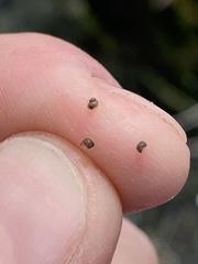Pyrgulopsis lockensis