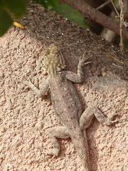 Agama agama