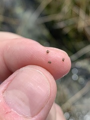 Pyrgulopsis lockensis