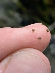 Pyrgulopsis lockensis