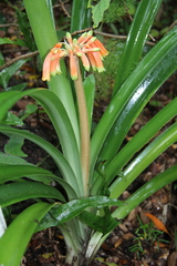 Clivia gardenii