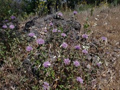 Monardella sheltonii