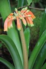 Clivia gardenii