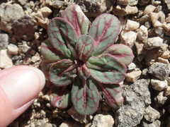 Acanthoscyphus parishii