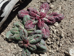 Acanthoscyphus parishii