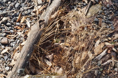 Microstegium vimineum