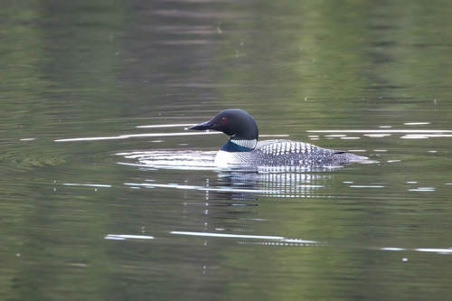 Common Loon