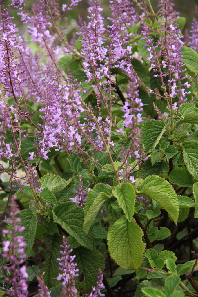 spurflowers