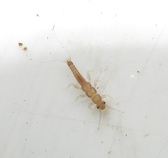 Zelandobius