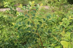 Breynia fruticosa