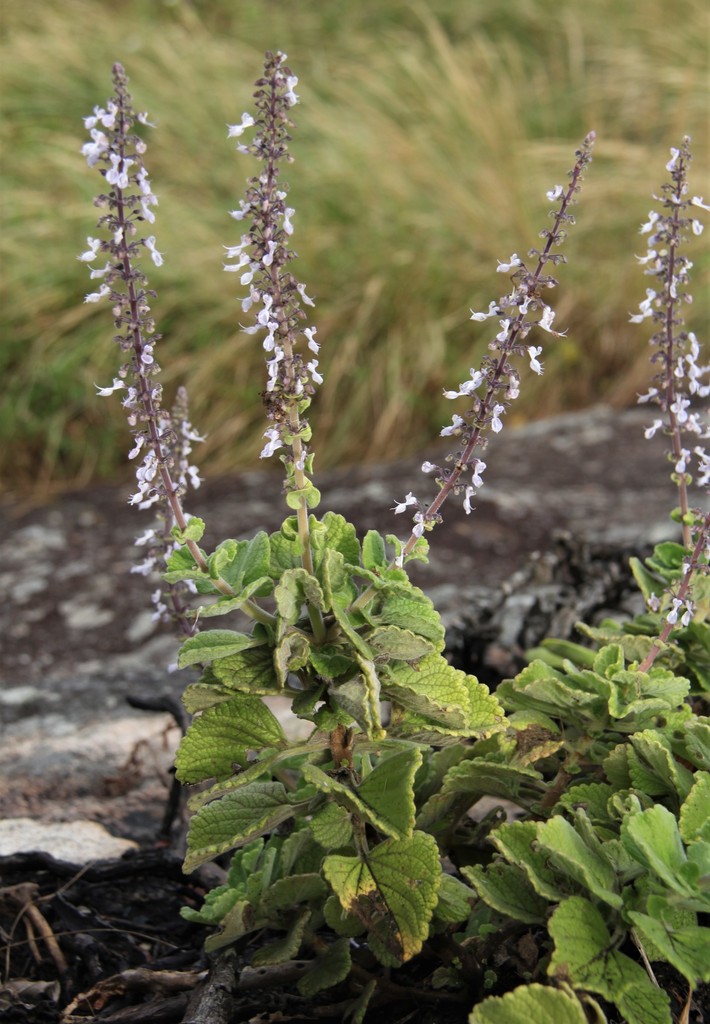Plectranthus madagascariensis — a medium houseplant, prefers full sun light