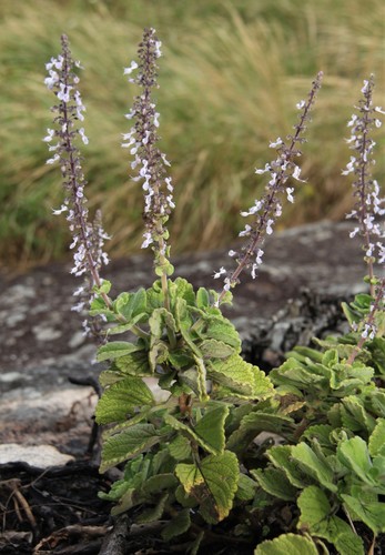 Plectranthus madagascariensis — search result for 'Madagascar'