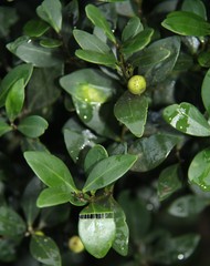 Robsonodendron eucleiforme