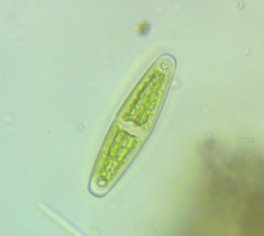 Closterium navicula