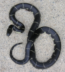 Lampropeltis getula