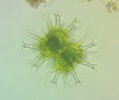 Staurastrum arctiscon