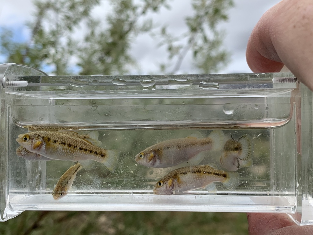 Railroad Valley Springfish