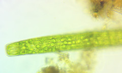 Pleurotaenium maximum