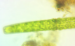 Pleurotaenium maximum
