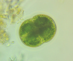 Cosmarium pseudoconnatum