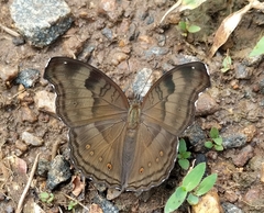 Junonia iphita