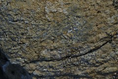 Porpidia albocaerulescens var. albocaerulescens image