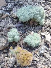 Oreonana vestita