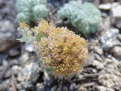 Oreonana vestita