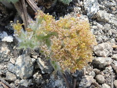 Oreonana vestita