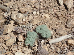 Oreonana vestita
