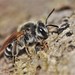 Nason's Mining Bee - Photo (c) Riley Walsh, some rights reserved (CC BY-NC), uploaded by Riley Walsh