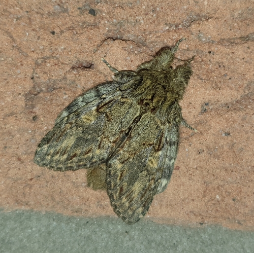 Great Prominent, 7963 PZ Ruinen, Nederland, photo 9 of 10