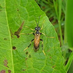 Tenthredo maculata