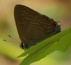 Satyrium kingi