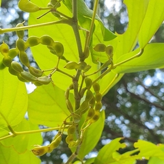 Dendrolobium umbellatum