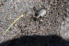 Opisthius richardsoni