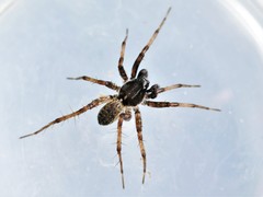 Pardosa moesta