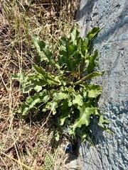 Rumex aquaticus