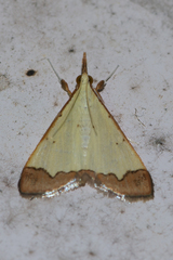 Autocharis hedyphaes