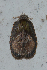 Cnesteboda celligera