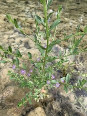 Lythrum ovalifolium