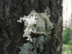 Ramalina sinensis