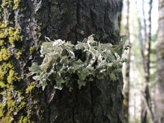 Ramalina sinensis
